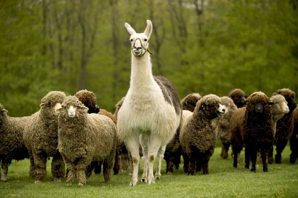Guard llama with his sheep friends