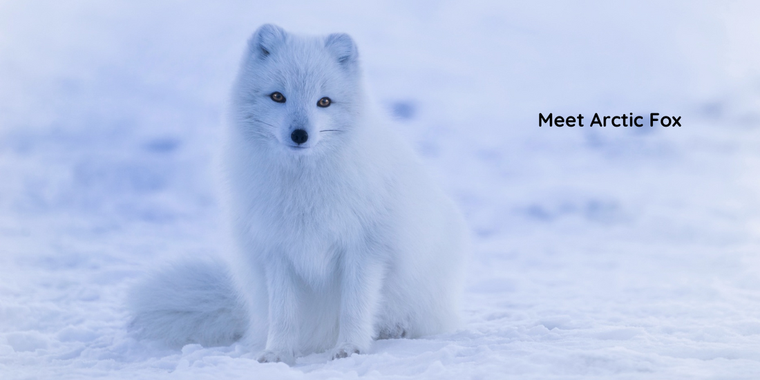 Meet the Arctic Fox: A Fascinating Creature and Your Child's Next Favorite Friend