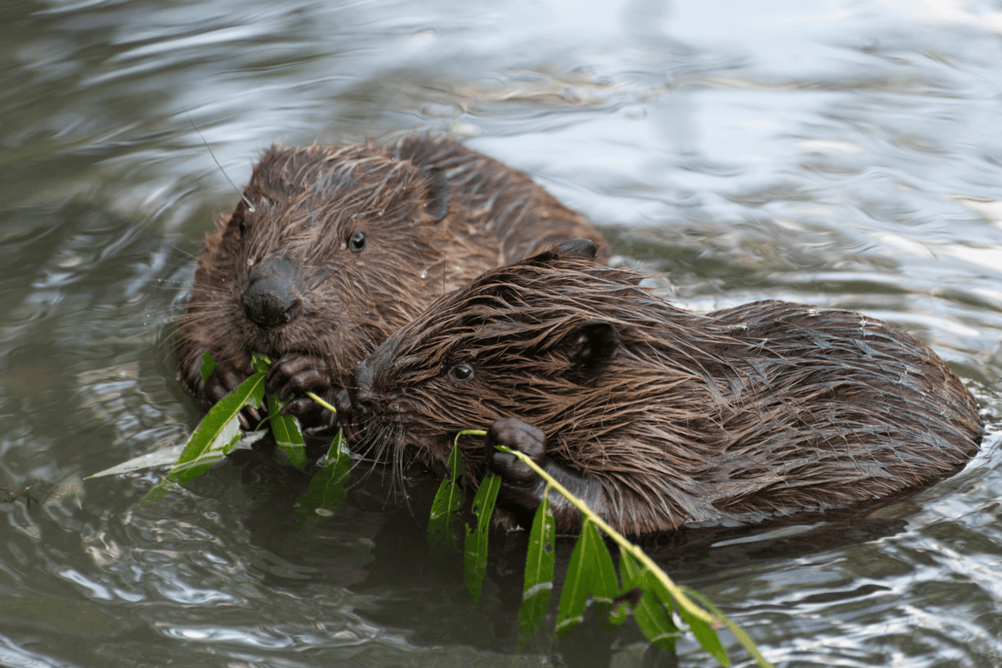 Beaver carrying tree branch and swimming