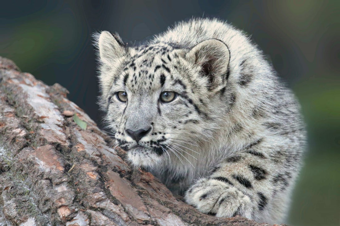 Wild Snow Leopard